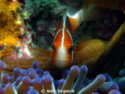 canon ixus 90, manual setting by Andy Eagrove 